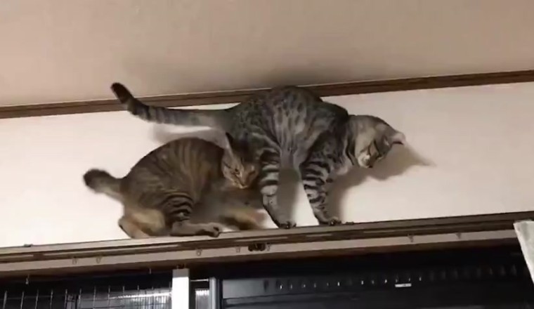 UnBEARably Funny: Two Cats Walk a Closet's Edge in a Hilarious Balancing Act!