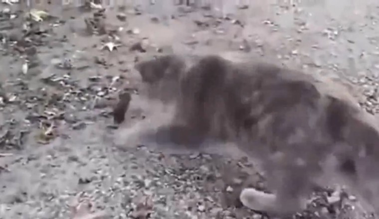Cat vs. Mouse Showdown: A Hilarious Game of Cat and Mouse!
