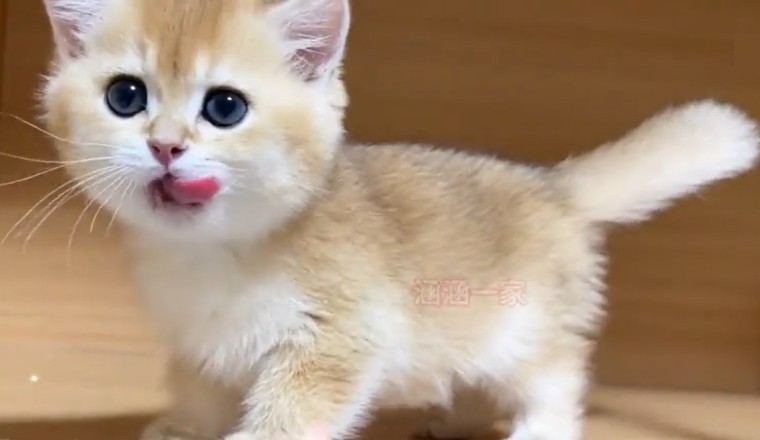 Cuteness Overload Alert: Meet the Most Adorable Kitten EVER! 🐱💖 Prepare to Swoon and Smile!