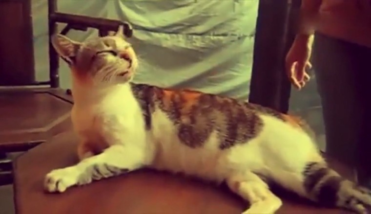 Elderly Cat Hilariously Attempts Youthful Antics!