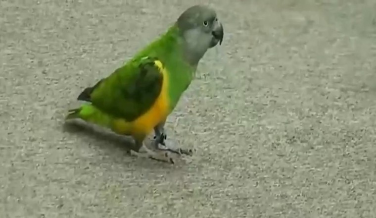 Feathers and Wits: Watch in Awe as a Clever Parrot Masters the Art of Understanding All Signals!