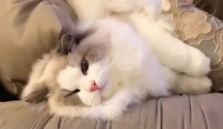 Hilarious Hijinks with a Lovely Cat!