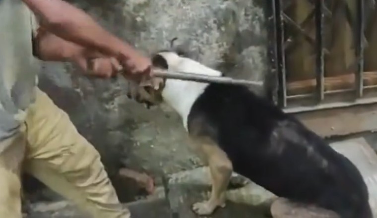 Hilarious Prank Alert: Watch a Man's Ridiculous Attempt at Pretending to Beat a Dog!