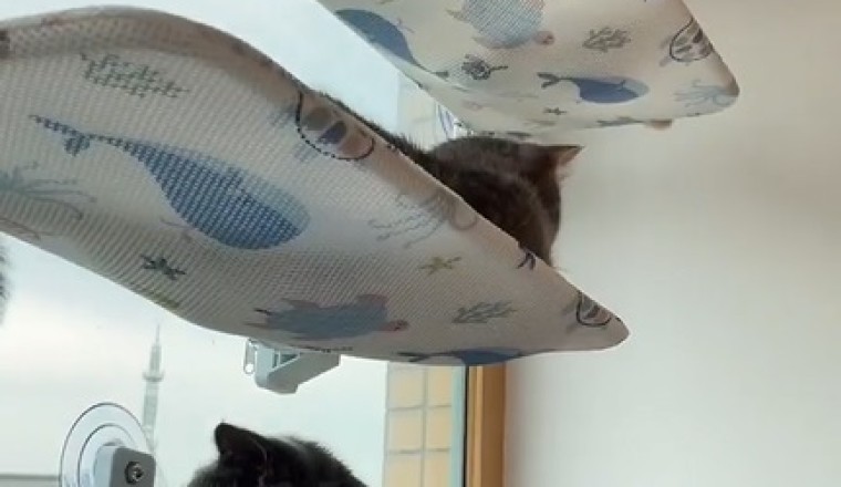 Hilarious Reactions to New Cat Decor!