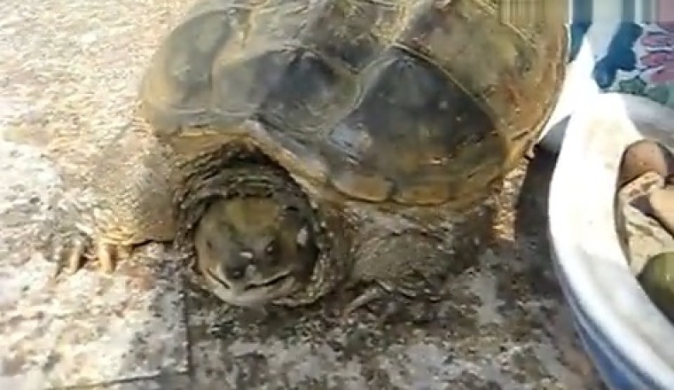 Hilarious Turtle Goes Viral with its Quirky and Amusing Antics!