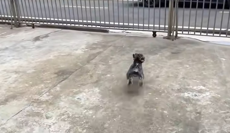 Laugh Out Loud with These Hilarious Funny Dogs!