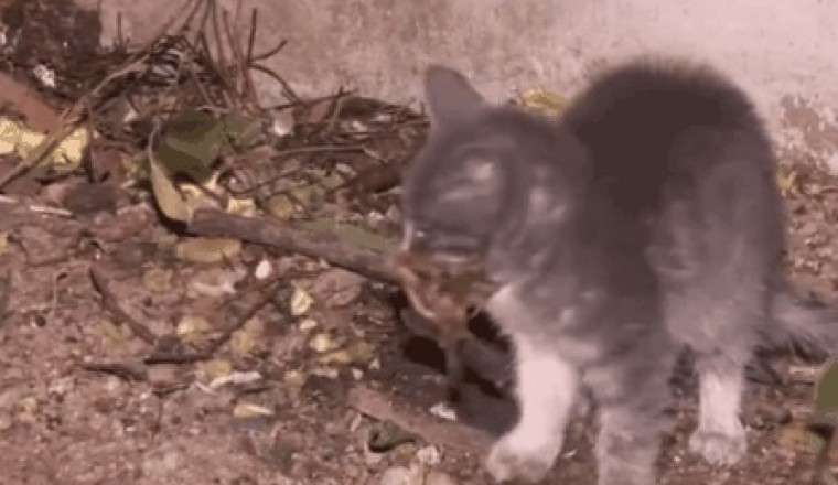 Paws & Claws: Hilarious Showdown as a Cat Tries to Hold a Bird – Who Will Win in this Epic Battle of Fluff and Feathers?