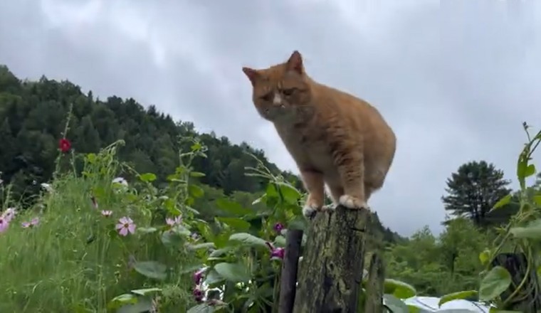 Pole Position Paw-licking! Hilarious Cat Feasts on Wood with Wild Gusto!