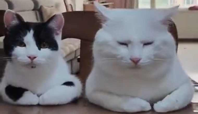 Prepare for Cuteness Overload: The Adorable Antics of a Lovely Cat Will Melt Your Heart!