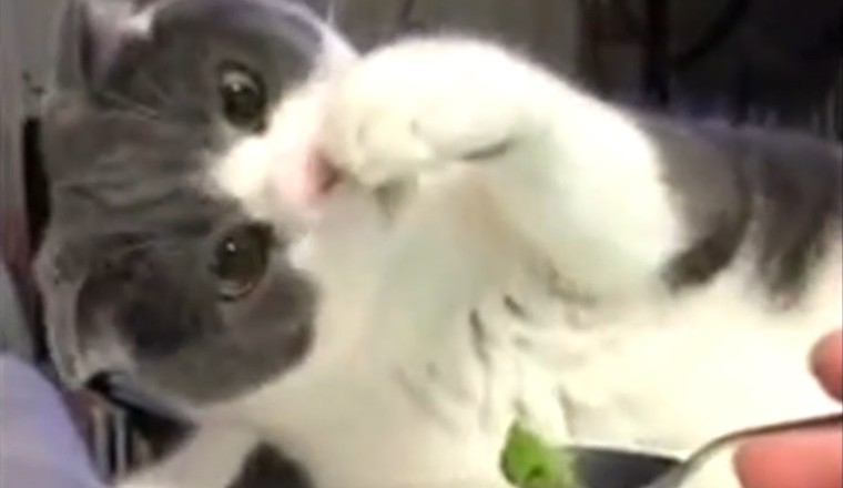 The Funniest Cat Foodie: Hilarious Reactions to a Picky Eater!
