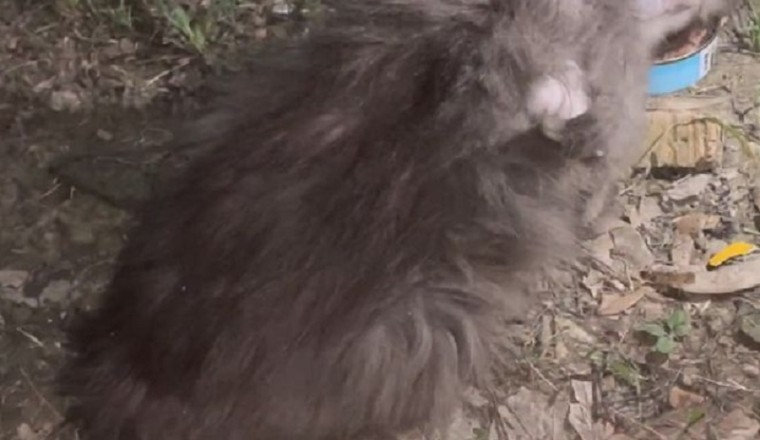 Unbelievable Transformation: Rescued Stray Blue Cat Goes from Rags to Riches!