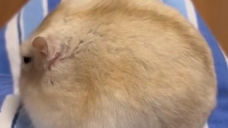 Chunky Cheese Connoisseur: Hilarious Adventure of a Fluffy Fat Mouse!