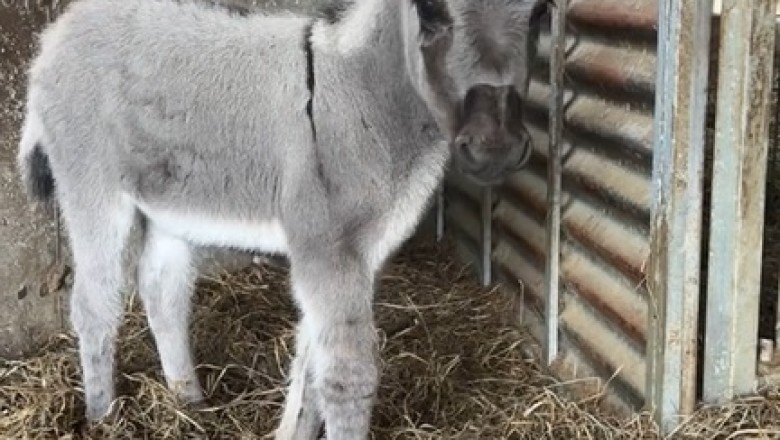 Donkey Delights: Tiny Trotter's Hilarious Hijinks Have the Internet in Stitches!