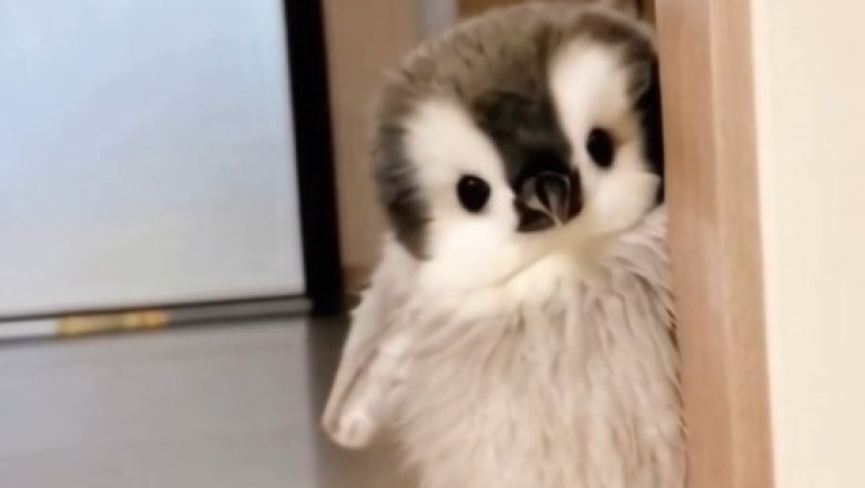Flippin' Fabulous: The Hilarious Antics of Beautiful Small Penguins!