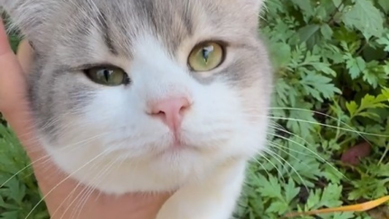 LOL Cats: The most grateful felines you'll ever see!