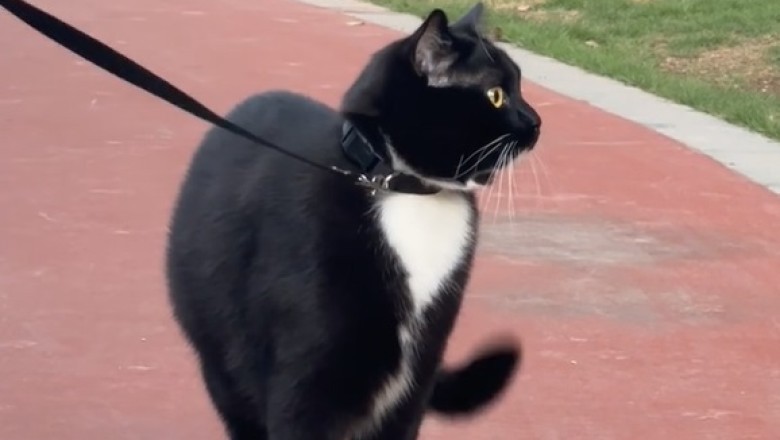 Meow-nificent Magnificence: Behold the Gigantic Beauty of a Massive Cat!