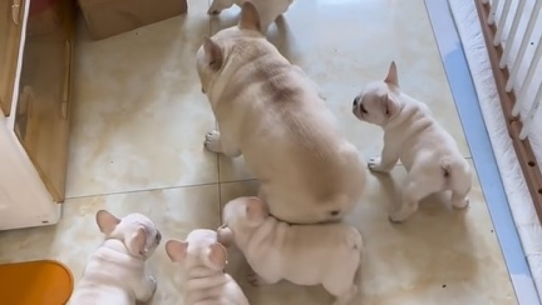 Milk Madness: Small Dogs on a Quest for Calcium Chaos!