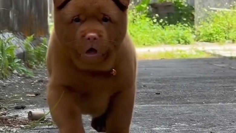 Pawsitively Adorable: The Unbelievable Cuteness of Beautiful Small Doggos!