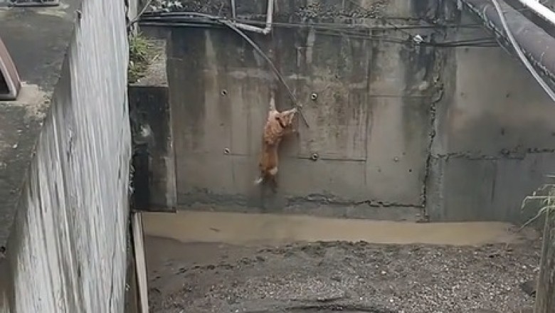 Pawsitively Heartwarming Rescue: Dog Takes a Dive and Emerges as a Waterlogged Hero!