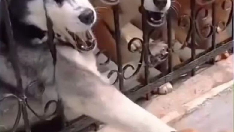 Pawsitively Hilarious: Dogs Being Dogs - A Comedy Compilation!