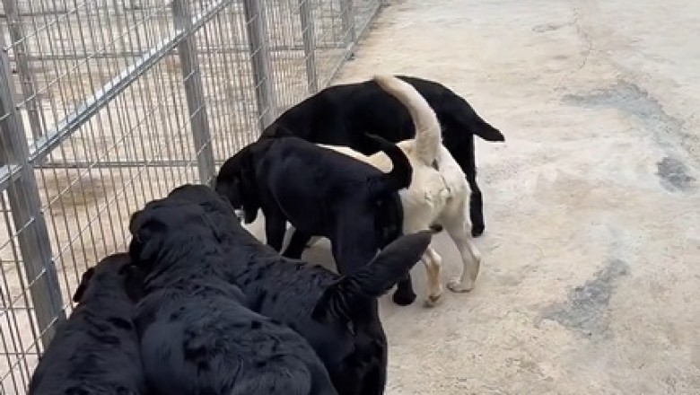Pawsitively Perfect: Watch These Dogs Nail Their Training Like Pros!