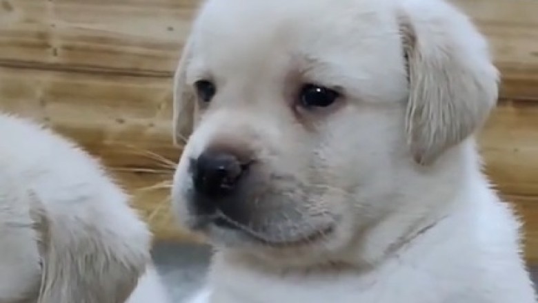 Pint-Sized Pawsomeness: Adorable Small Dogs Stealing Hearts!
