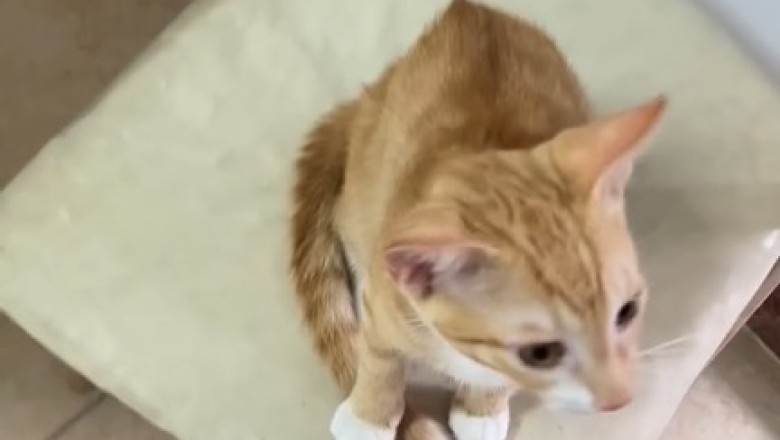 Purr-fectly Beautiful: Witness the Majestic Elegance of a Stunning Cat!
