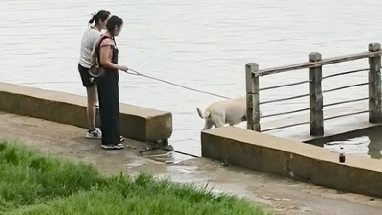 Splash-tastic Surprise: Adorable Dog Takes a Dive into the Deep Unknown!