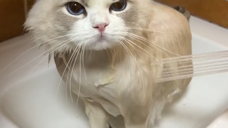 Splish Splash, Watch This Fluffy Feline Enjoy a Luxurious Bath Time!