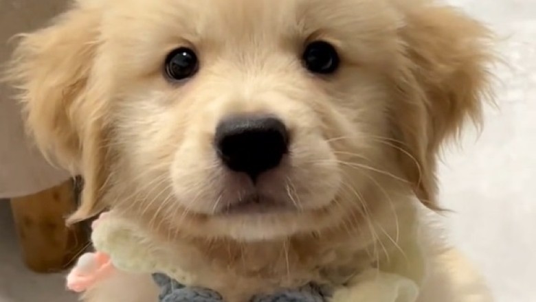 Tiny Tails, Big Laughs: The Ultimate Compilation of Funny Small Dogs!