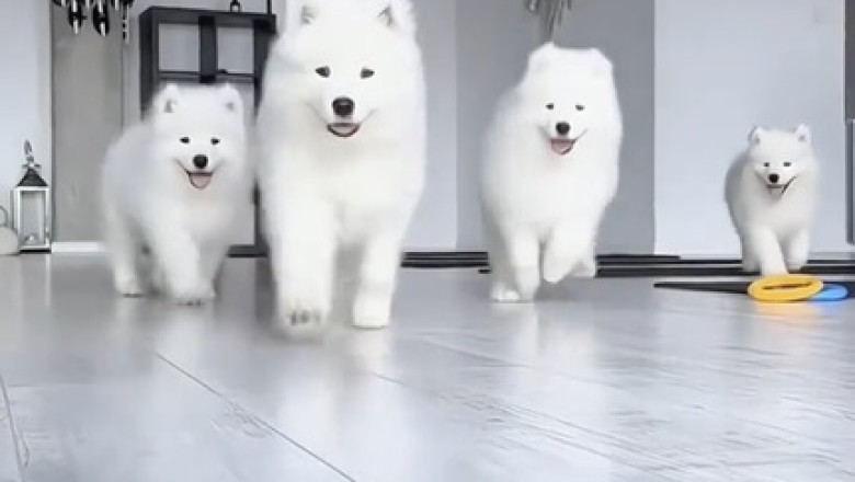 Tiny Tempest: Small Samoyed's Big Bark Has Everyone in Stitches!