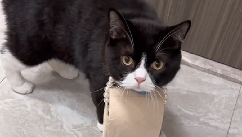 Un-fur-tunate Mishap: Hilarious Cat Goes on a Rampage, Ending with the Epic Destruction of Toilet Paper!