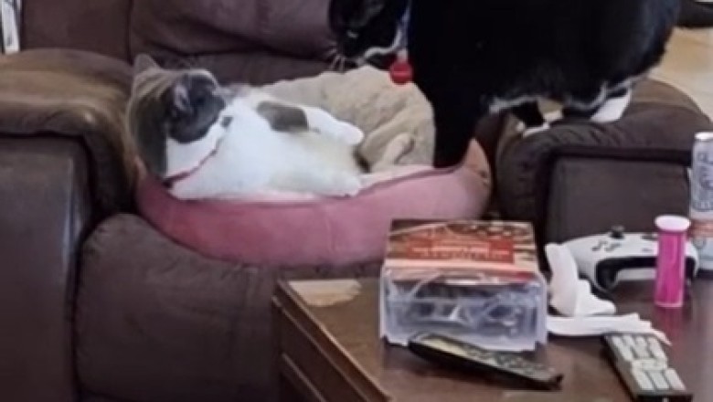 Cat-titude Alert: Hilarious Showdown Between Two Purr-sonalities!