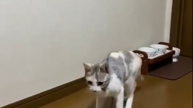 Cat-velous Acrobat: Witness the Epic Moment a Cat Defies Gravity and Jumps to the Ceiling!