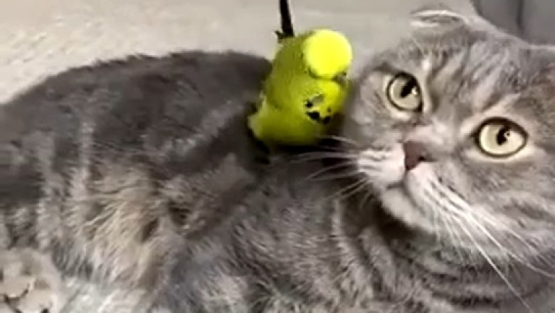 Feathered Friends & Furry Fun: The Hilarious Cat and Parrot Duo That'll Leave You Squawking with Laughter!