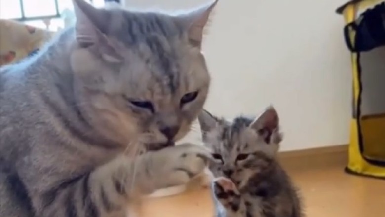 Heartwarming Cuteness Overload: Precious Kitten Mimics Every Move of its Adorable Mom!