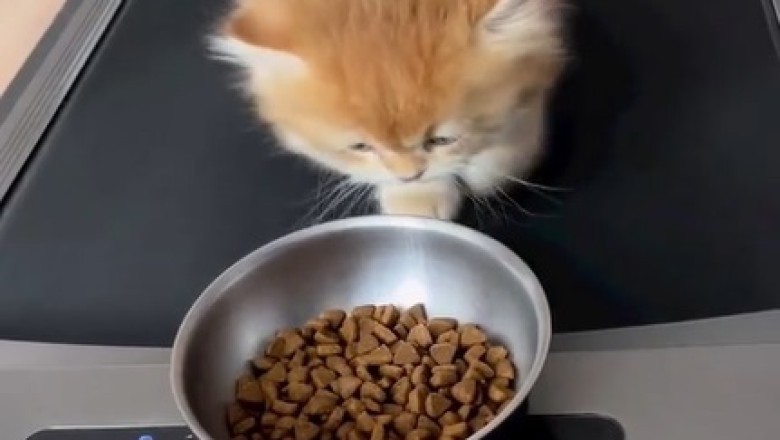 Paws & Pump: Hilarious Cat Workout to Shed the Pounds Will Leave You in Stitches!