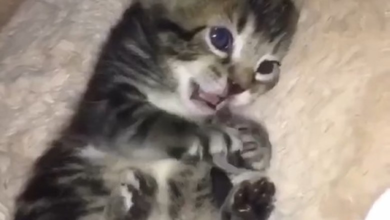 Purrfection Unleashed: Prepare to Melt with Cuteness Watching This Beautiful Kitten Steal Hearts!