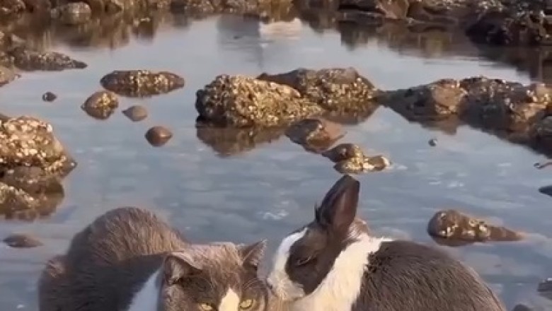 Purrfectly Hare-Raising Encounter: The Unbelievable Cat-Rabbit Doppelgänger Duo!