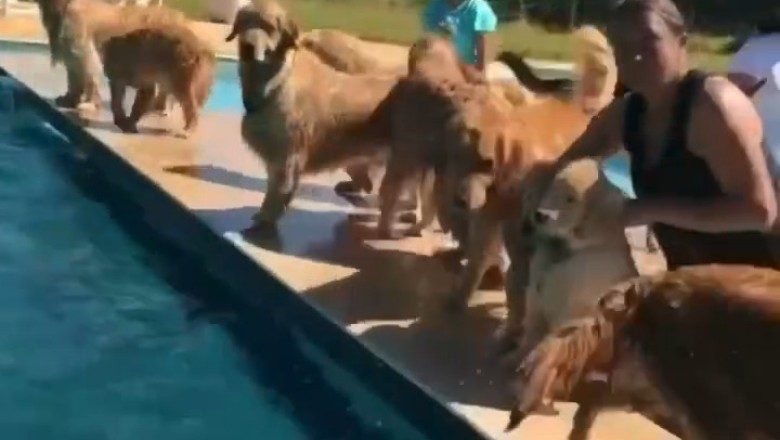 Rumble in the Bark Park: Two Dogs Square Off in the Ultimate Showdown!