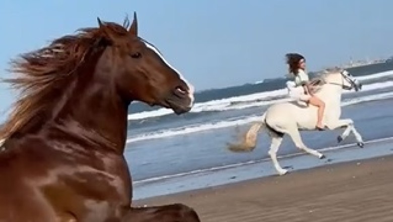 Unbridled Hilarity: Watch This Horse's Unexpected Ground-Rolling Shenanigans!