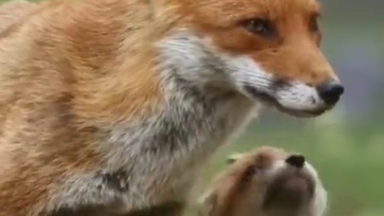 Adorable Chaos Alert! Watch This Fox Family's Hilarious Shenanigans!