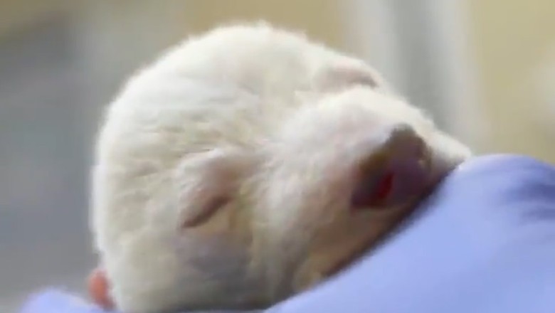 Adorable Chaos Unleashed: Seven-day-old Bear's Hilarious Hijinks!