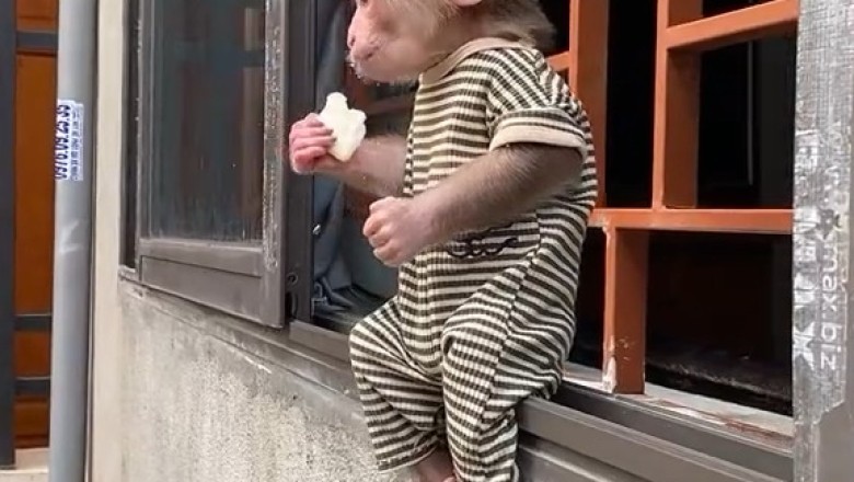 Banana Bonanza: Adorable Monkey Feasts Inside His Quirky Abode!
