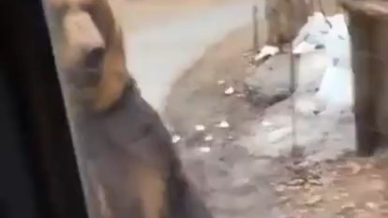 Bear Necessities: Hilarious Encounter with Curious Bear Caught on Camera! 🐻📹