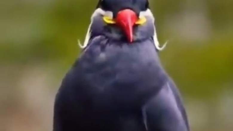 Beautiful Bird's Fabulous Feathers Flapping Frenzy!