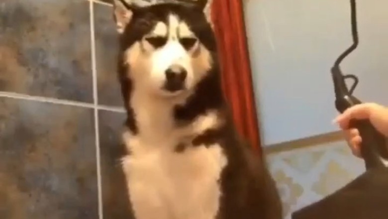 Blowing Away the Competition: Adorable Dog Falls Asleep in Hilarious Hairdryer Cuddle!