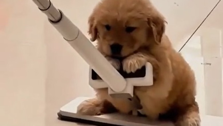 Can Your Paws Handle the Air? Watch This Small Dog Defy Gravity in the Most Adorable Way Possible!