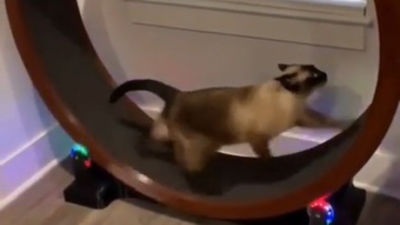 Cat Got Spin Skills: Watch This Whirlwind Feline Spin Its Way Into Your Heart!