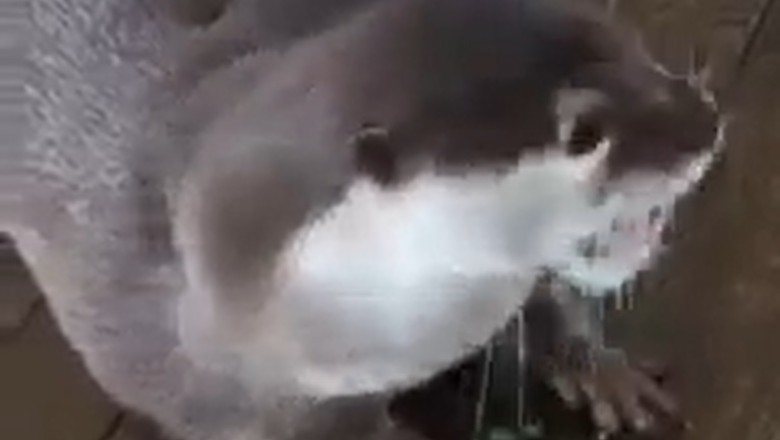 Cutest Alert: Asian Small-Clawed Otter Shenanigans!